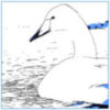 swan-logo
